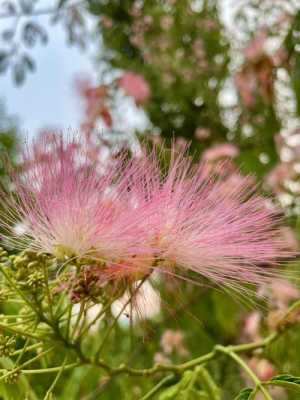 合欢花树花语是什么（合欢花树花语是什么）