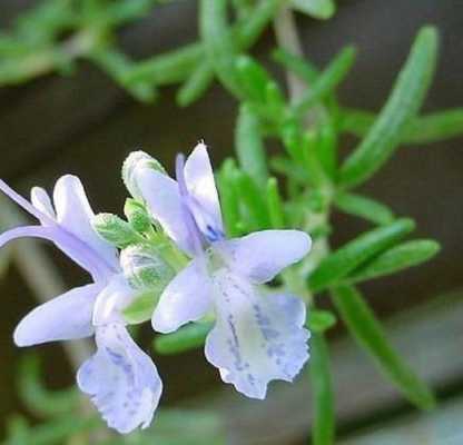 种植迷迭香花语（种植迷迭香花语是什么）