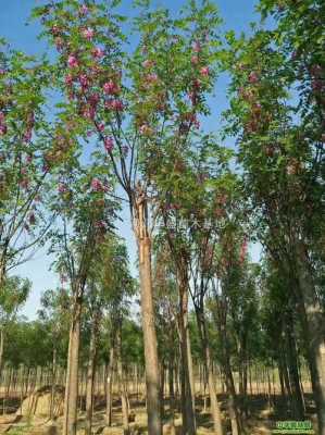 香花槐花语（香花槐介绍）