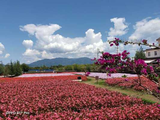 云南花语庄园在那里（云南花语庄园在那里建）