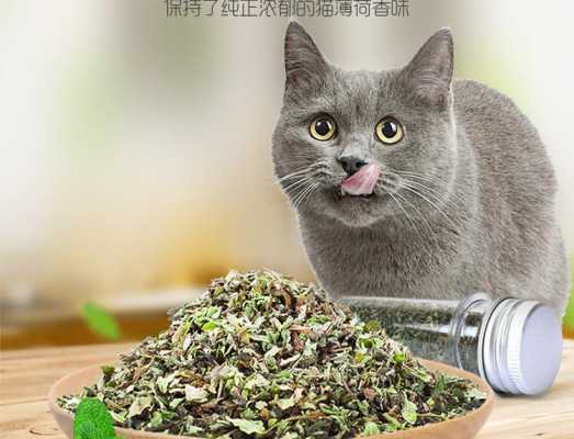 猫薄荷花语的由来（猫薄荷的寓意）