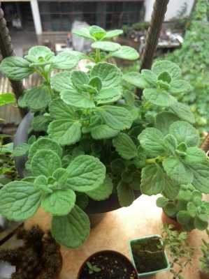 喷喷香植物的花语（喷喷香植物怎么养）