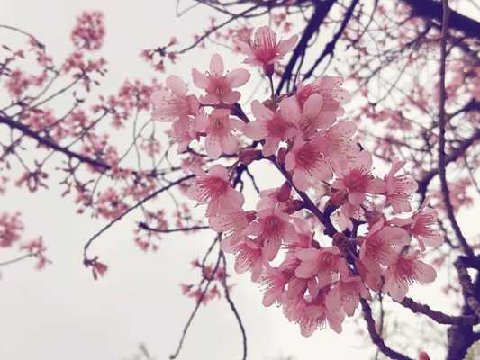 东樱花花语（冬樱花和樱花区别）