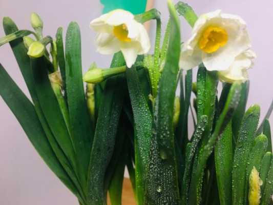 水仙花日本花语（日本水仙花图片）