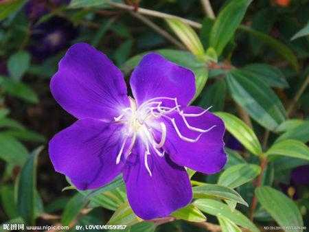 紫色栀子花花语（紫花栀子花图片）