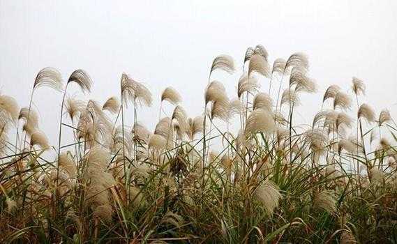 花语花是什么含义（芦苇花的花语含义是什么）