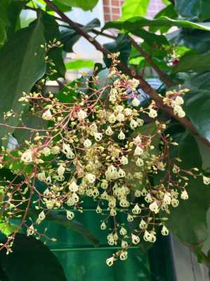 频婆花花语（频婆树代表什么）