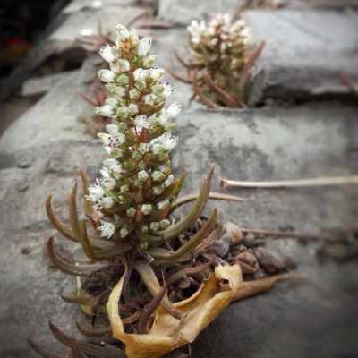 瓦松花语是啥（瓦松开花）