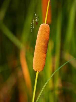 香蒲的花语（香蒲的花语和寓意）