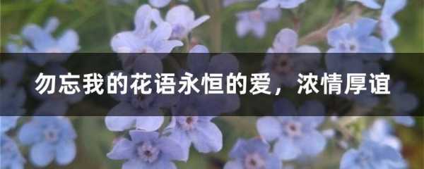 沉默永恒的爱花语（沉默永恒的爱花语图片）