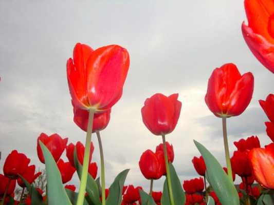 郁金香花语图片（郁金香花的花语是什么）