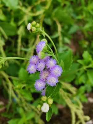 藿香蓟花语（藿香蓟象征什么）