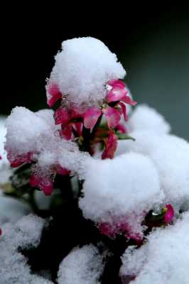 下雪的花语幼儿（下雪的花图片）