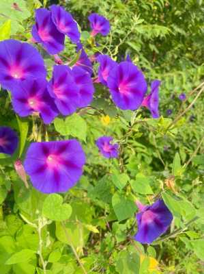 牵牛花的花语和意思（牵牛花的花语寓意）