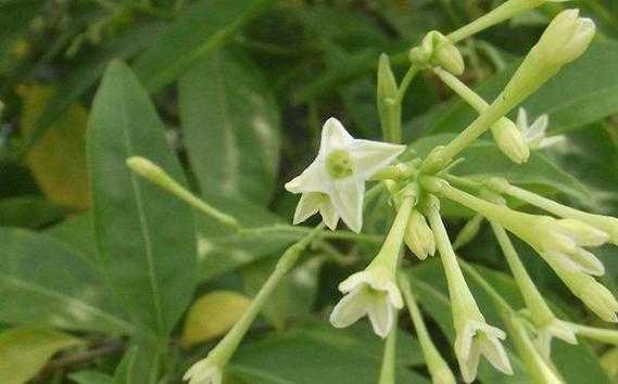 夜来香花语是什么意思（夜来香 花语）