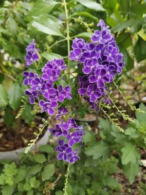 斑纹金露花的花语（蕾丝金露花的花语和寓意）