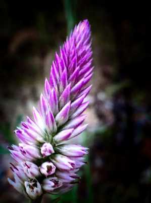 青葙花语（青葙花语）