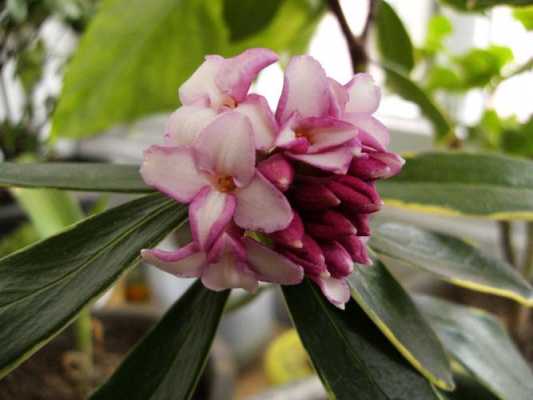 花语瑞香（瑞香花的含义和象征是什么?）