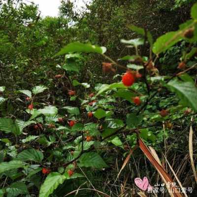 果子泡泡花语（泡泡果儿）