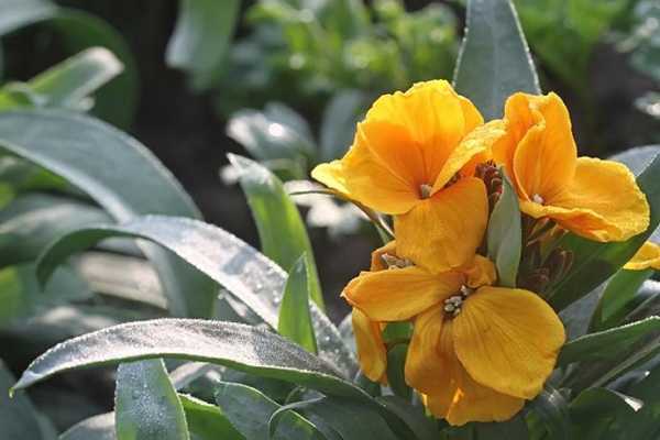 桂竹香花的花语是什么（桂竹香花的花语是什么呢）