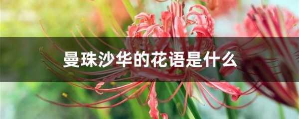 花语和沙子相对（花语和沙子相对的词语）