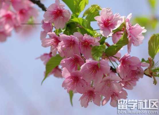 日本樱花的花语图片（日本樱花的种类及象征意义）