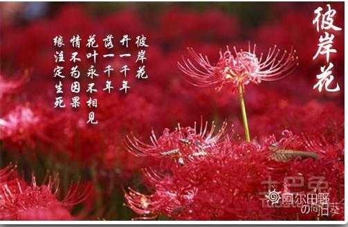 与彼岸花花语相反的花（与彼岸花花语相反的花名）