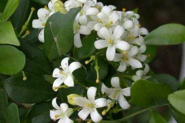 七里香的花语和传说（七里香花语的用途）