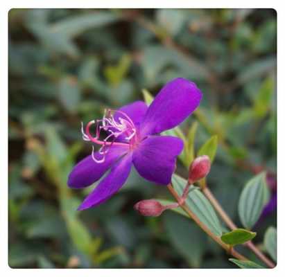 野牡丹的花语和寓意（野牡丹的花语和寓意图片）