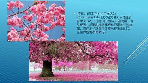 关于樱花的花语的故事（关于樱花的浪漫故事）