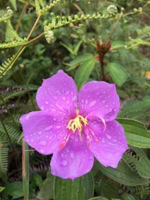 野牡丹花语（紫色野牡丹花语）