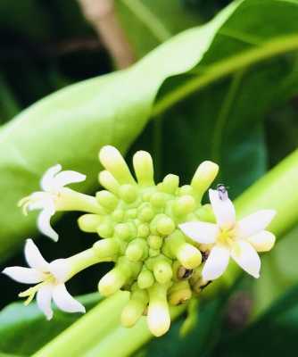 释迦罗花花语（释迦花是什么样的）