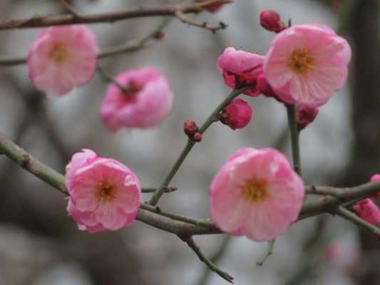 红腊梅花语是什么意思（红腊梅花语是什么意思啊）