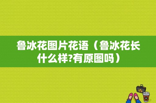 鲁冰花图片花语（鲁冰花长什么样?有原图吗）