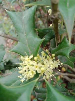 枸骨花语保护（枸骨花期）