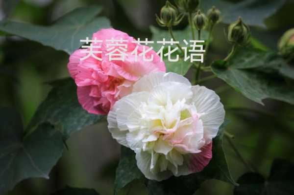 芙蓉花花色花语（芙蓉花的含义）